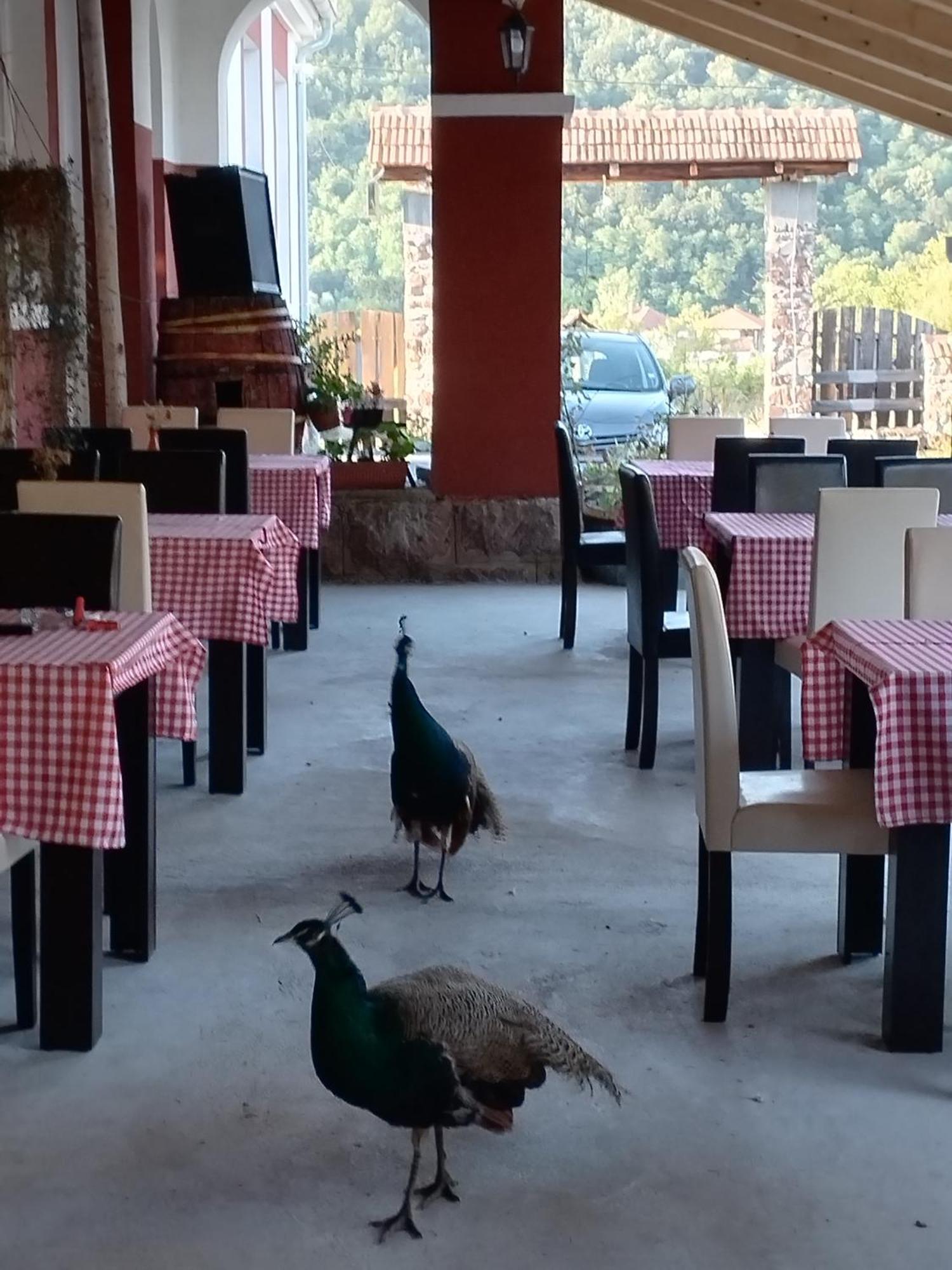 Etno Konak Angela-Srbija Hotel Kalna Bagian luar foto